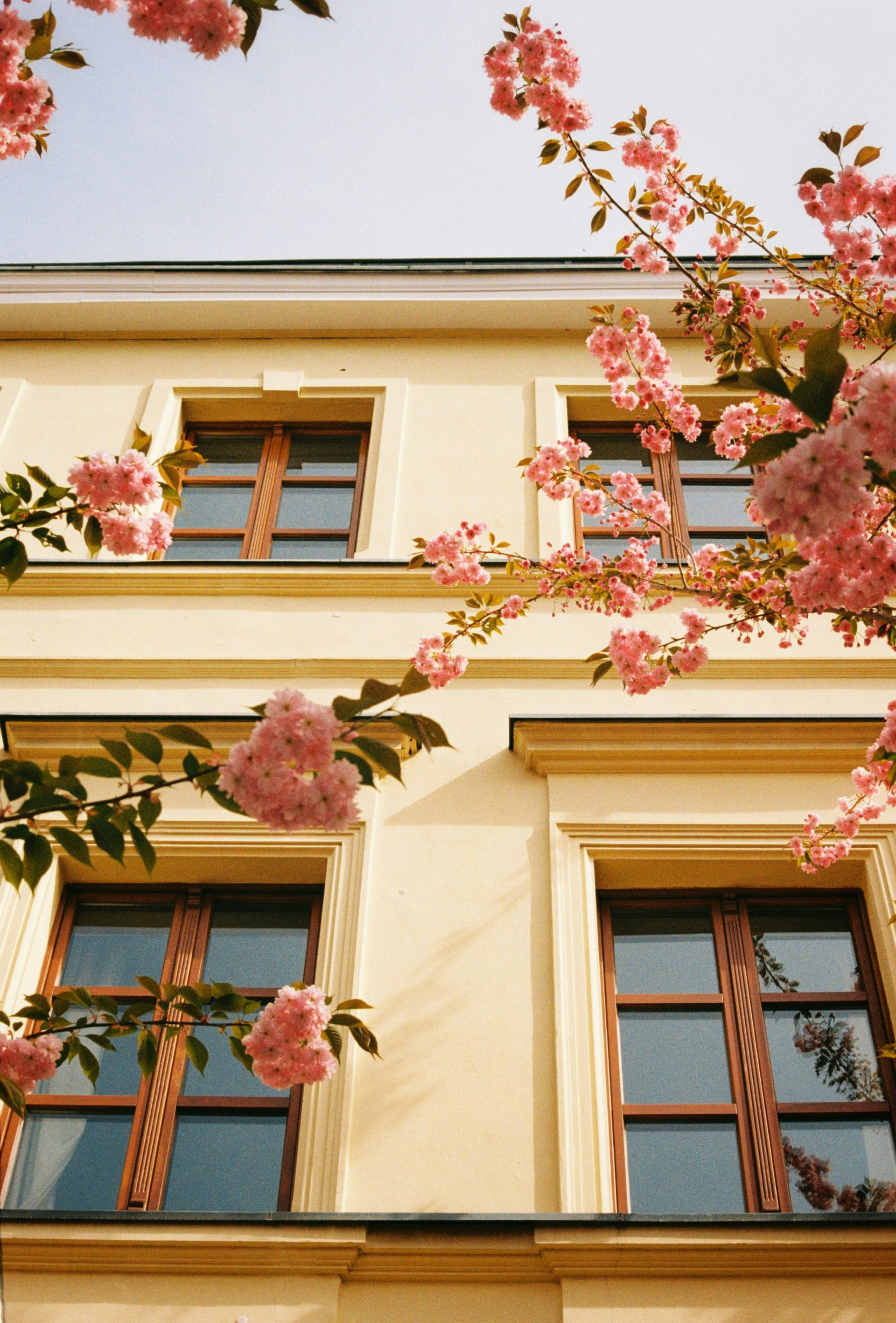 a tree with pink flowers